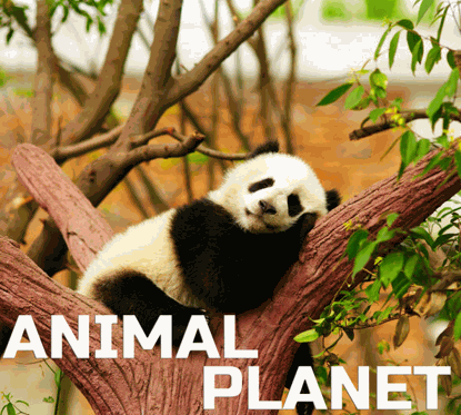 Records Nine Cloud Animal Planet Ambience 动物与丛林自然环境音效素材