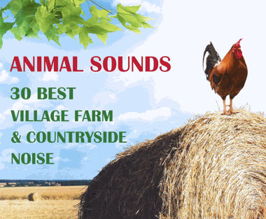 Background Music Records Animal Sounds 30 Best Village Farm and Countryside Noise from Europe 欧洲乡村农场动物音效素材 FLAC