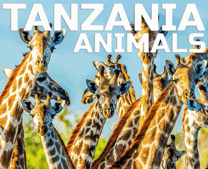 Cloud Nine Records Tanzania Animals Ambience Vol.2 坦桑尼亚野生动物环境音景素材 FLAC